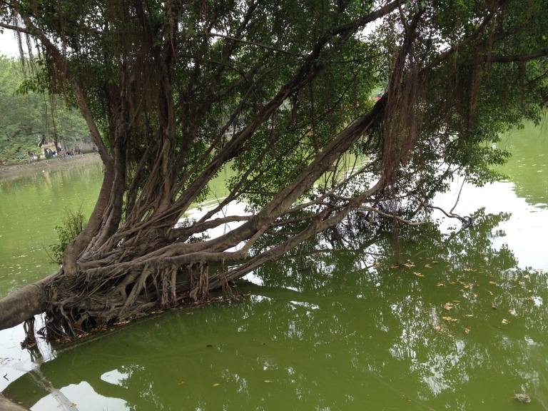 A tree that continues to grow lying on the lake